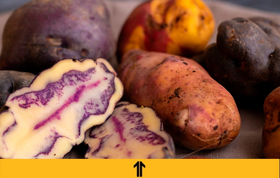variedades de papa en el Perú